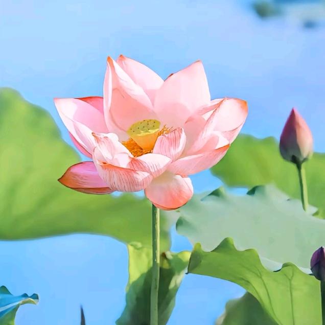 建林（花开富贵）