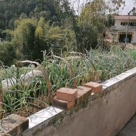独宠小燕子
