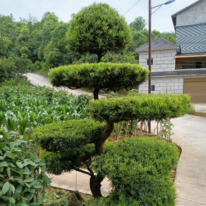 🇨🇳天涯🇨🇳＜＜等你＞＞