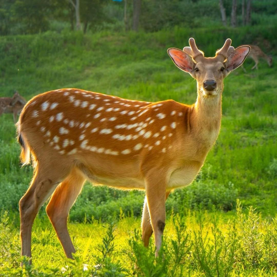 抚顺正宗(小鹿丸)
