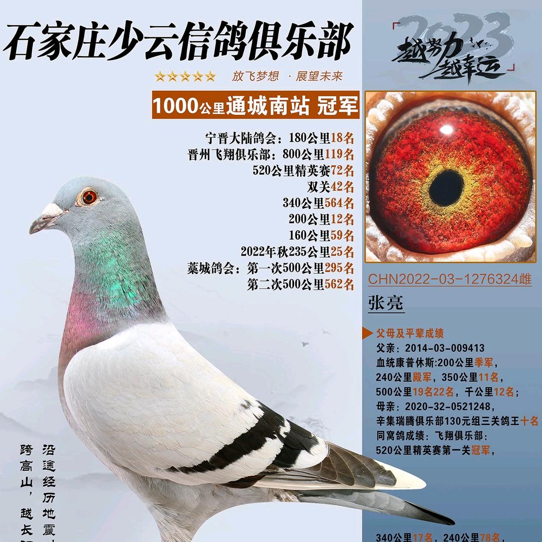 信鸽爱好者。天津地区