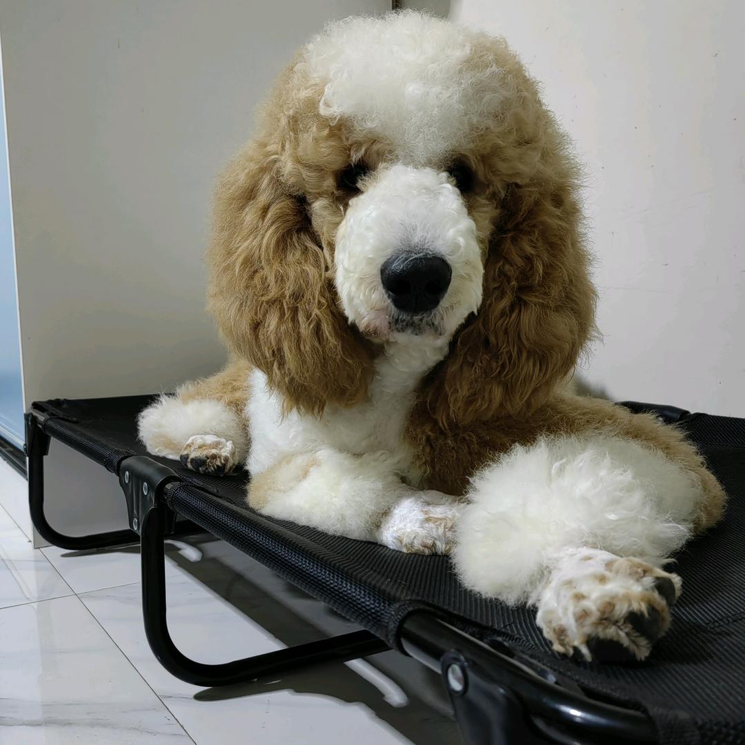 @俺叫高小贝