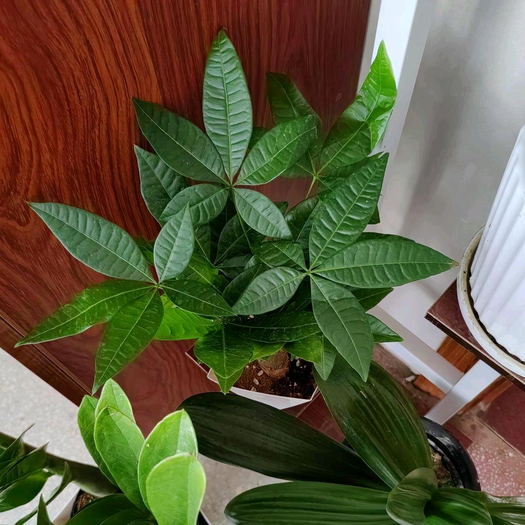 王珍越来越好
