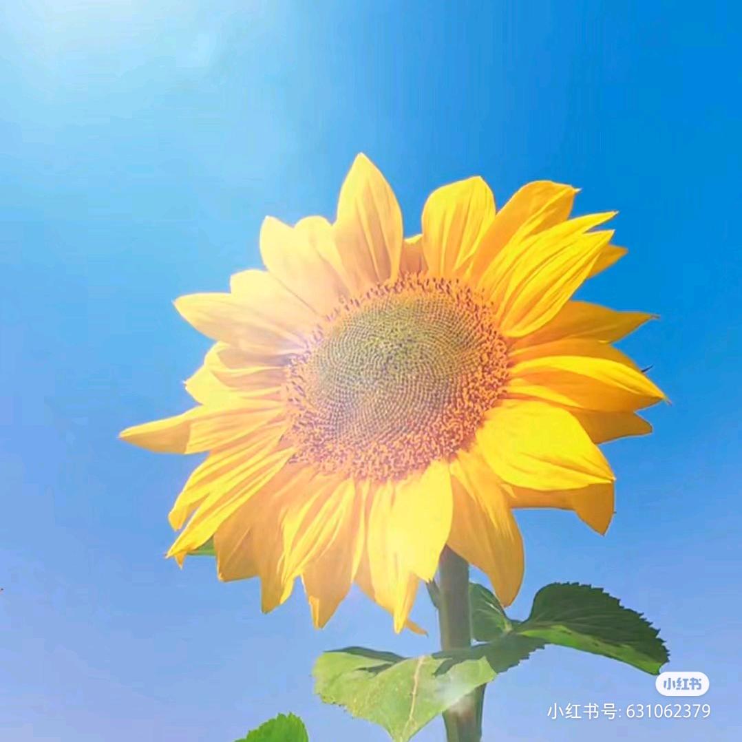 爱我的人🥳会发光🌸