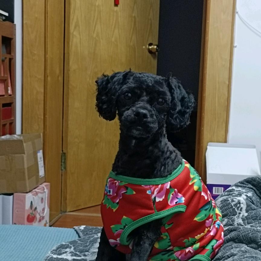 蛋炒饭（小店）