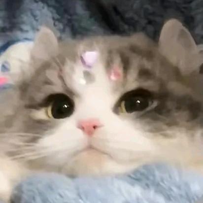 椰椰