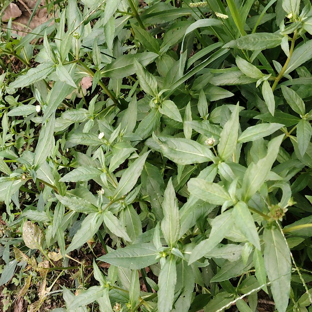小七🍀