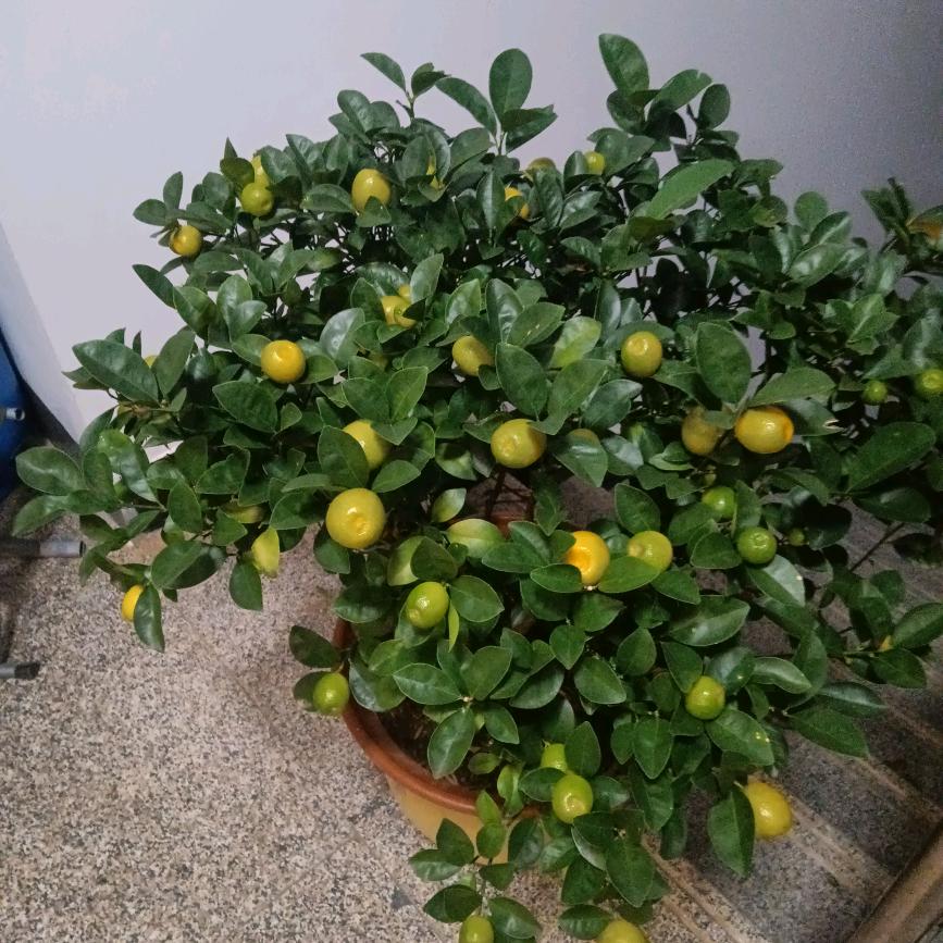 静若繁荣