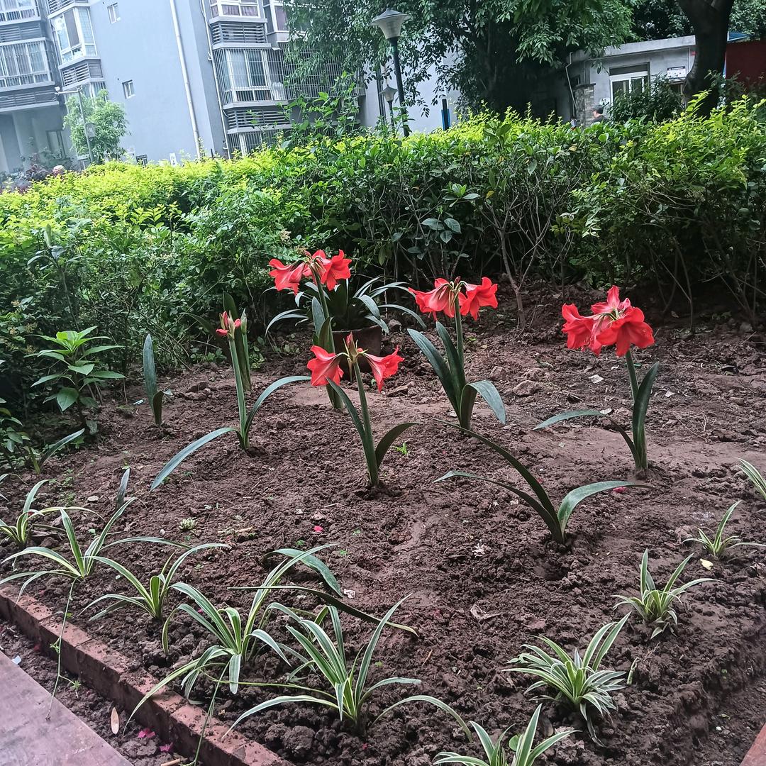 牟春