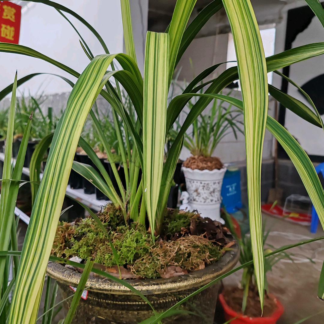 雄鹰展翅