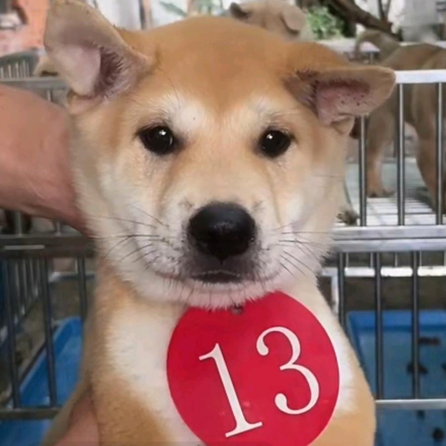 百福来啦（中华田园犬）