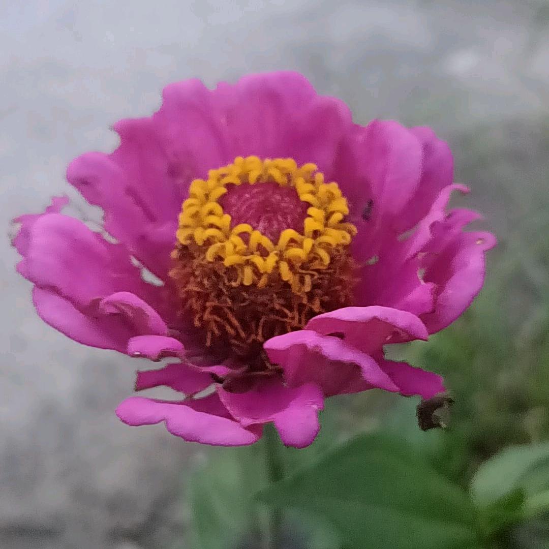 独盛芬芳