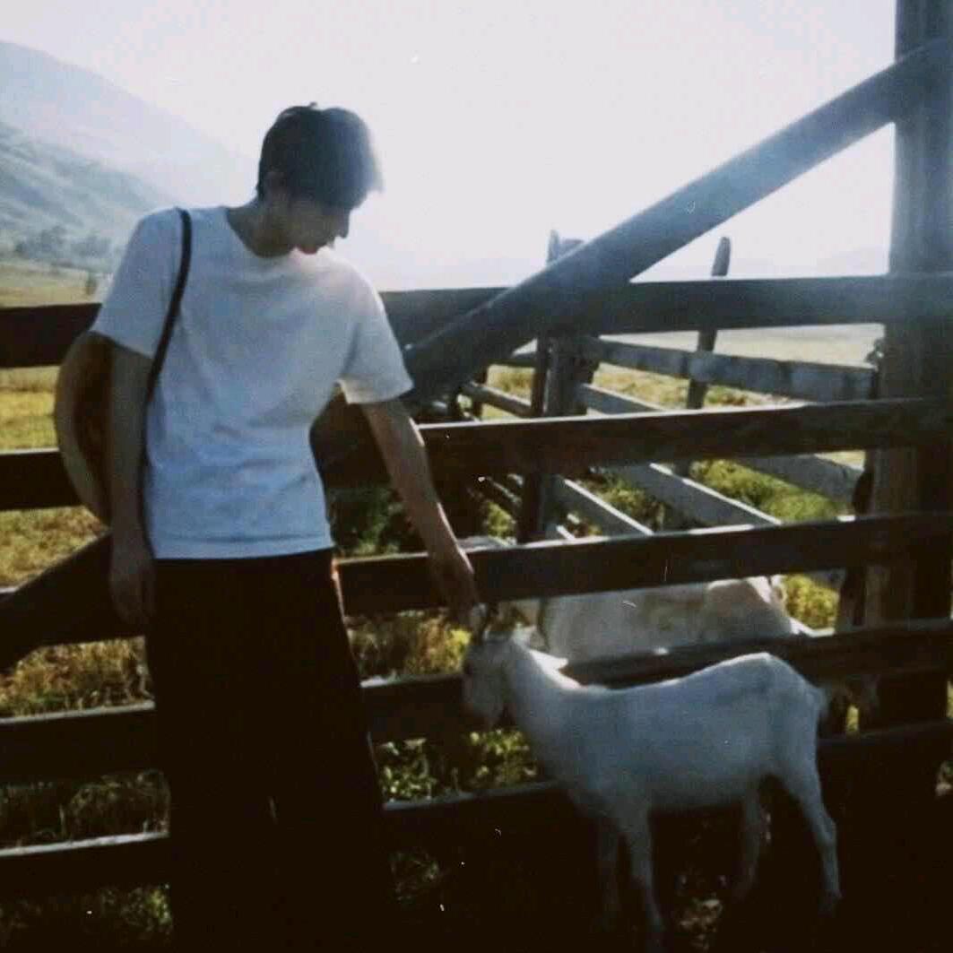🐏