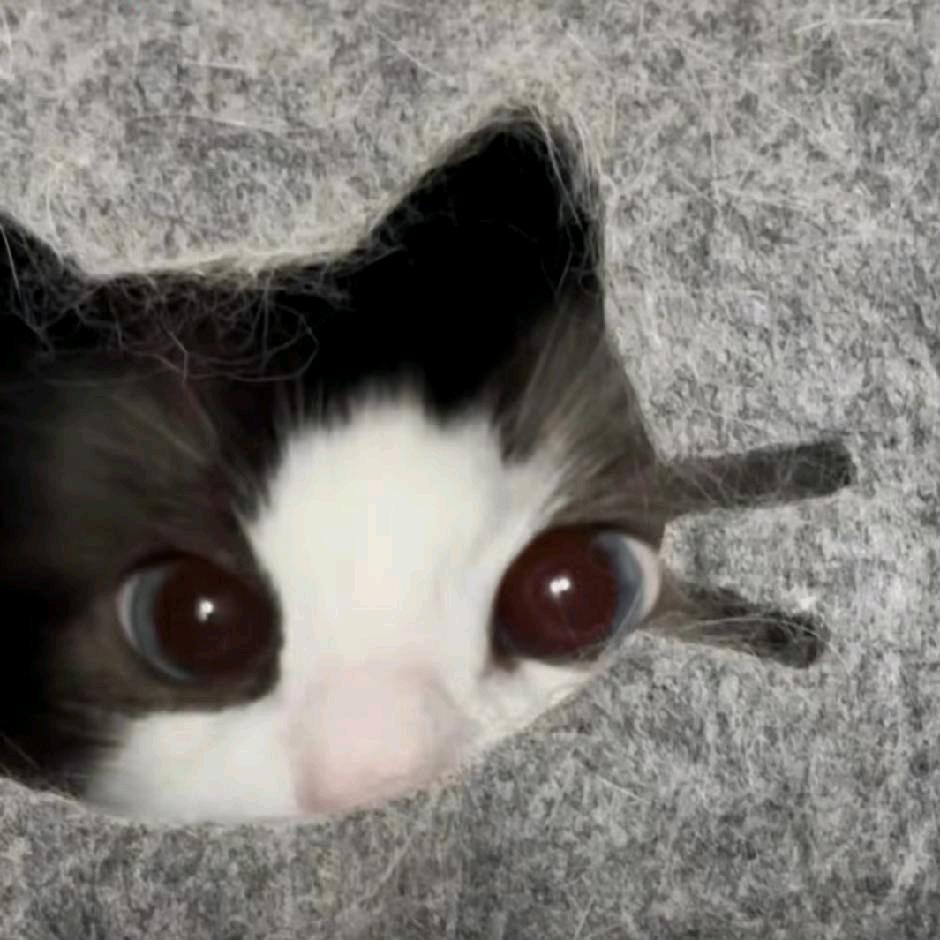 贾