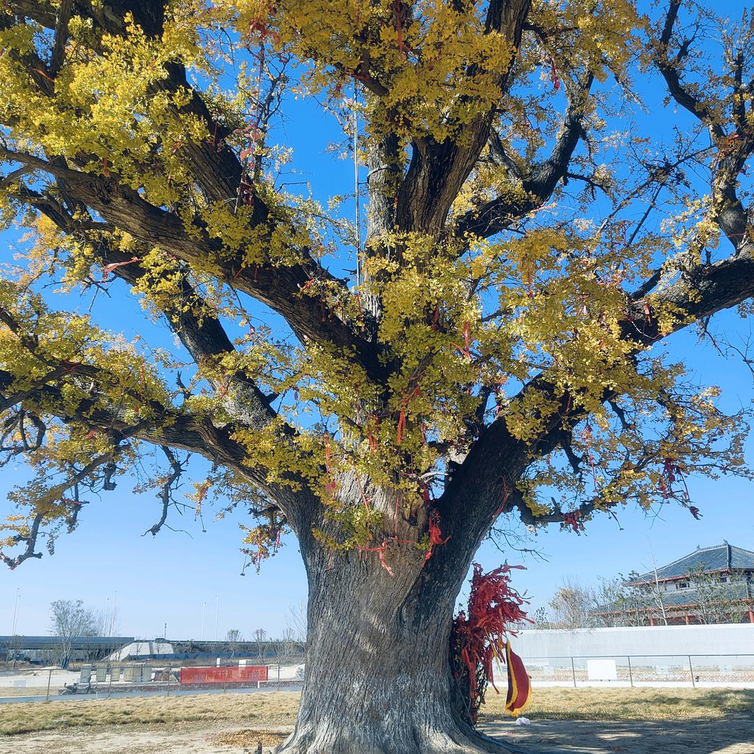 一生有你真好🌹🌹🌹🌹🌹🌹🌹