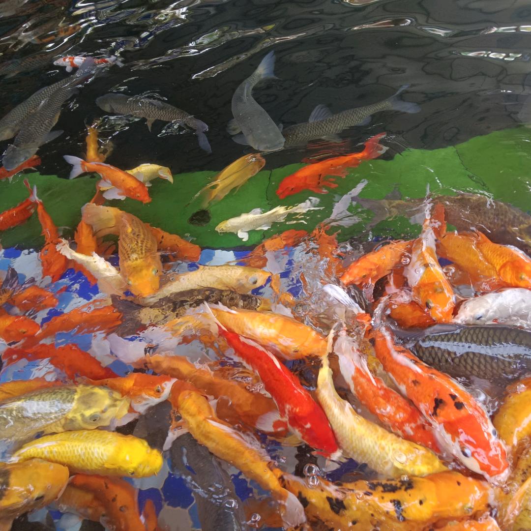 素素厨房不挑食