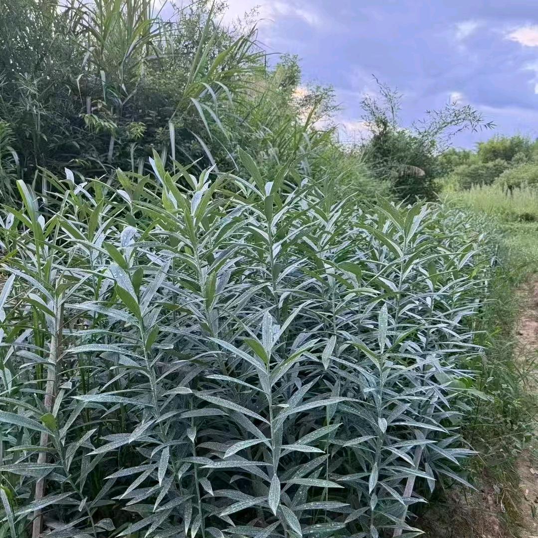 隆回百合种植小陈