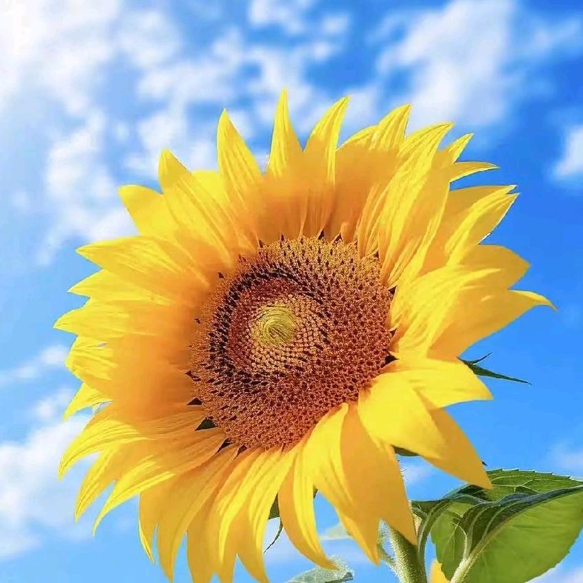 茂春（东北农民）