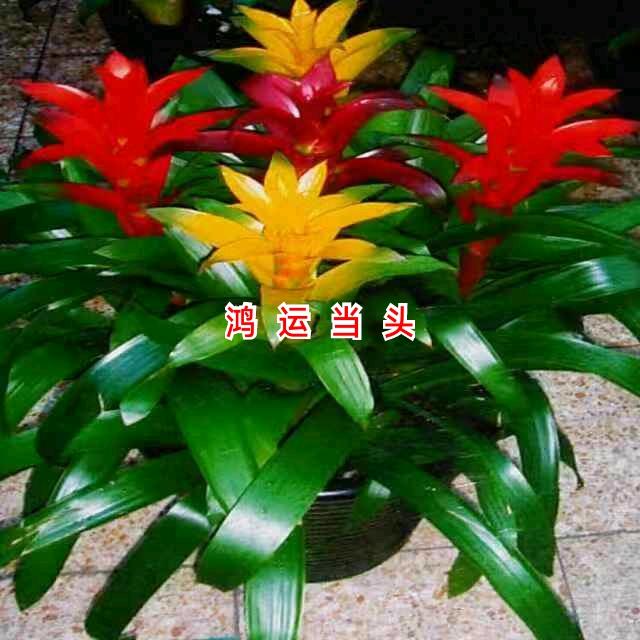 ♥鸿♥运♥当♥头