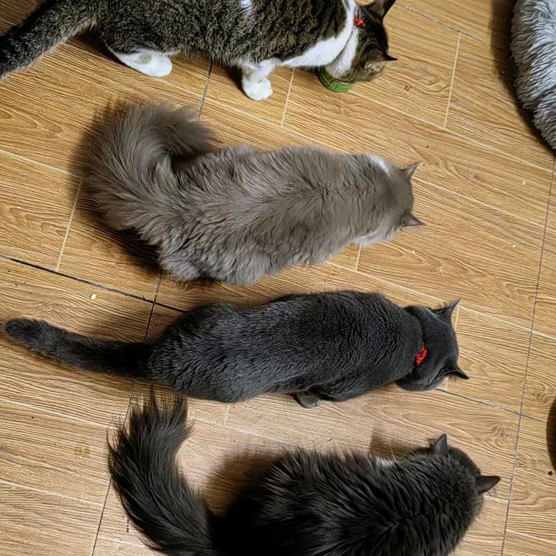咪姐是个吃货🐾