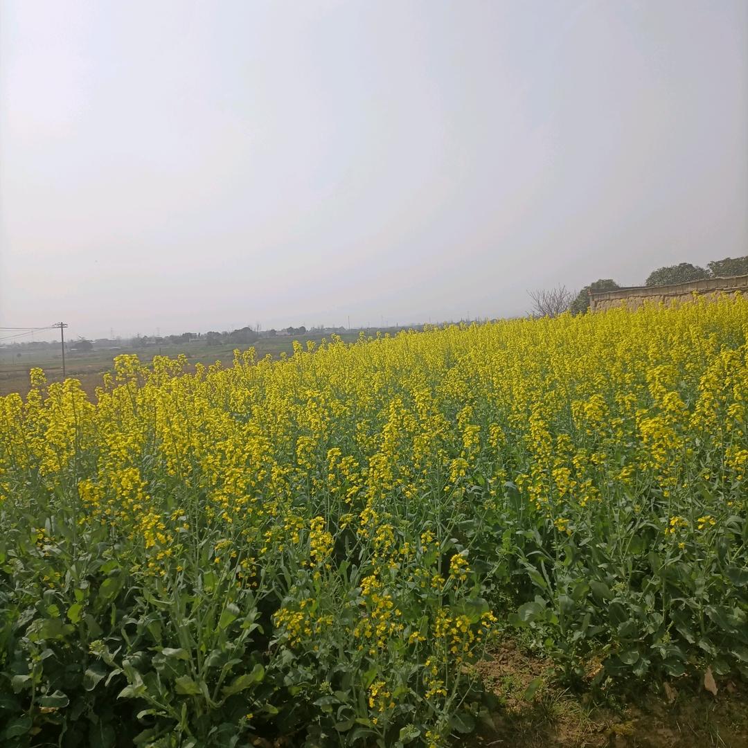 王家女儿孔家媳妇