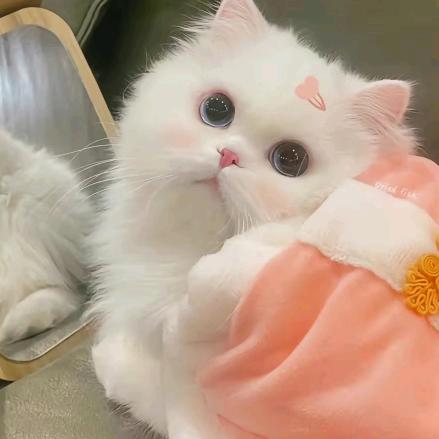 小花猫