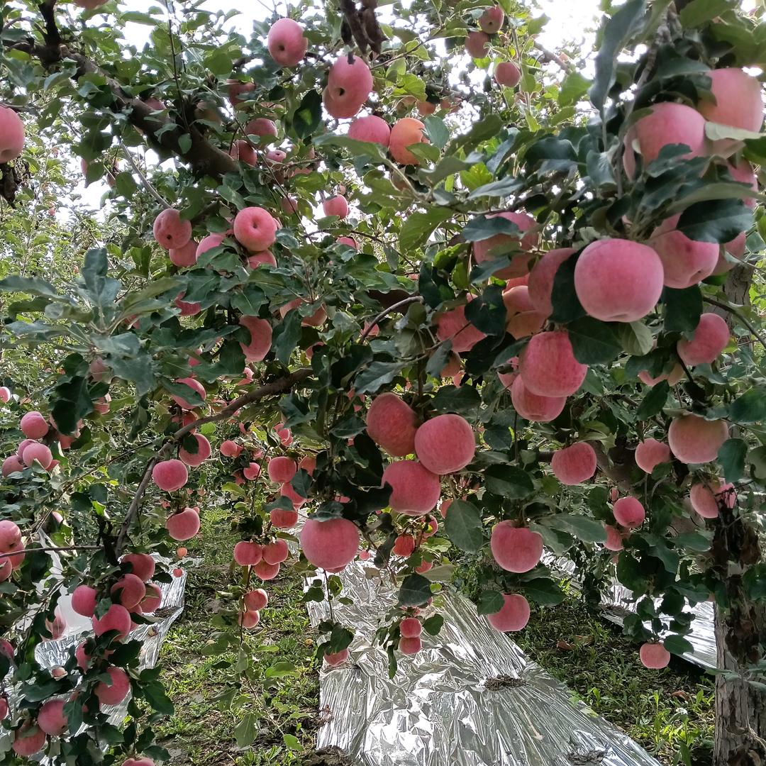 阿克苏苹果🍎