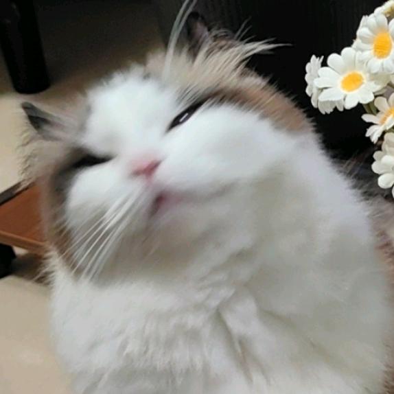 啾啾૮ ⚆⚆ა