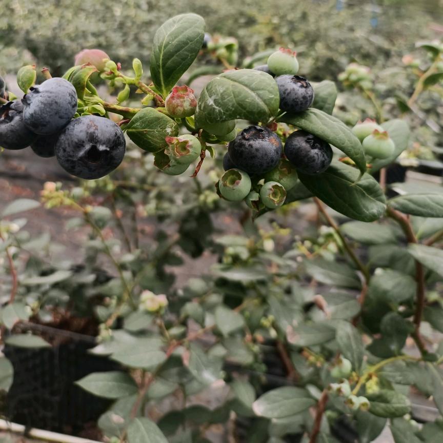 绝情的酒断魂的烟