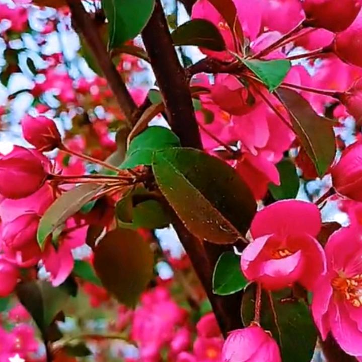 满眼星陈🌻1227🌸花花是个宝528