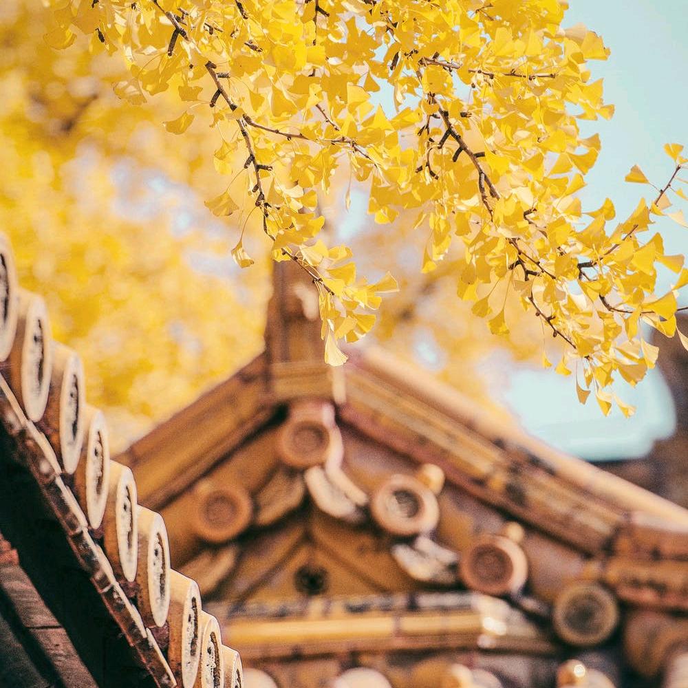 战斗杨