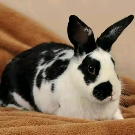 🐇🐇 养兔人🐇🐇