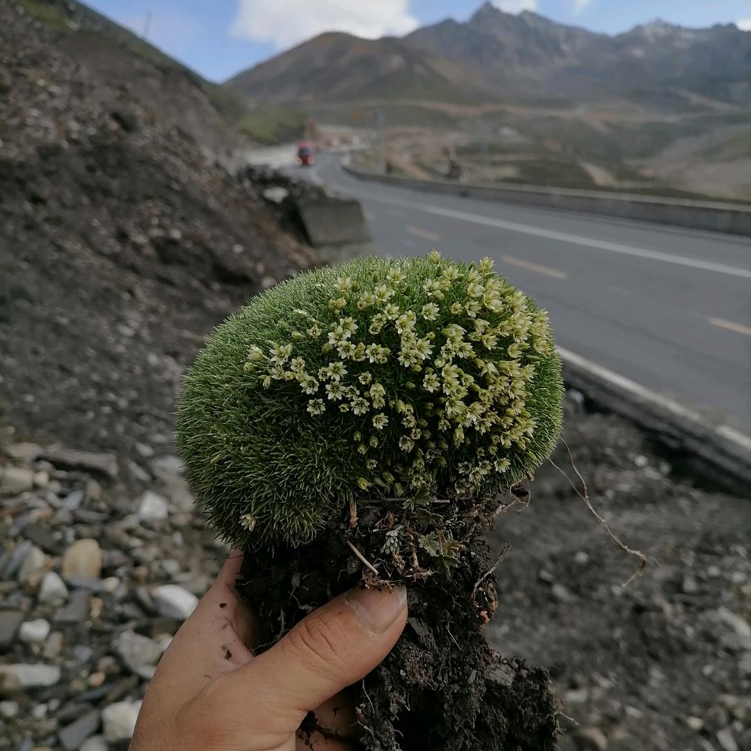 草根