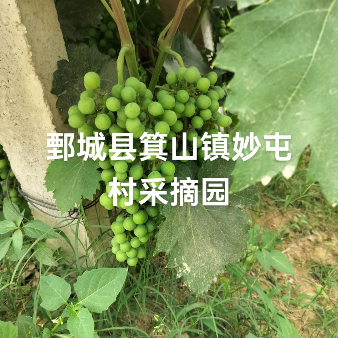 吉山镇妙屯村采摘园