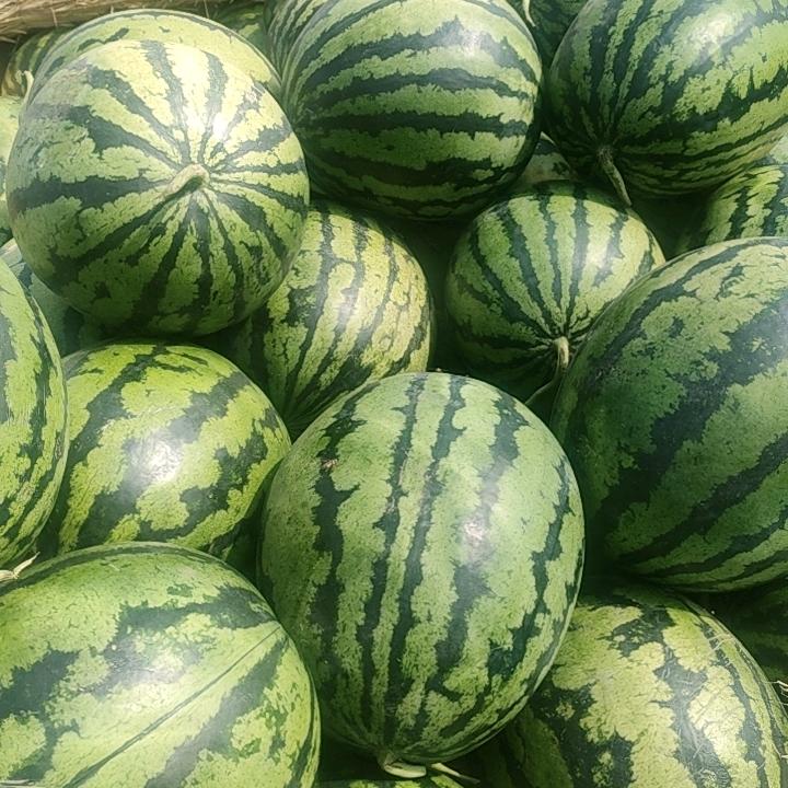 西瓜🍉小哥