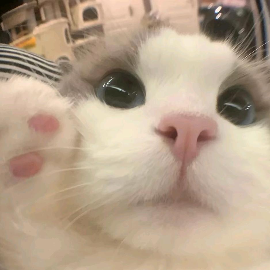 呼啦啦