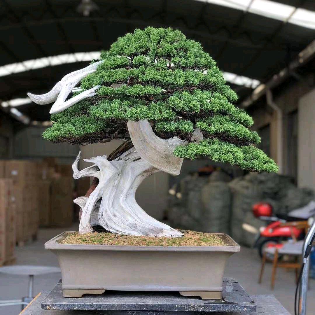一边叔盆景