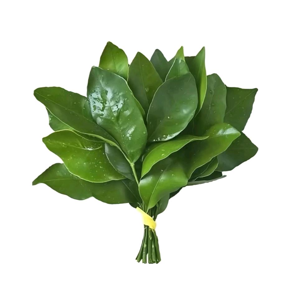 洛一