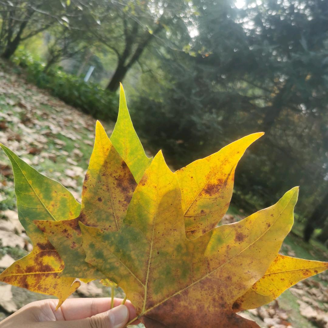 火桑花又开