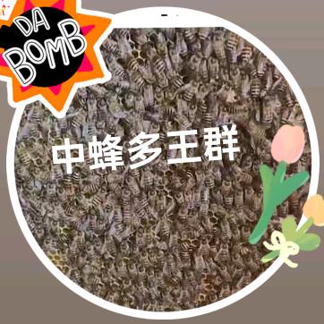 乡土蜂情
