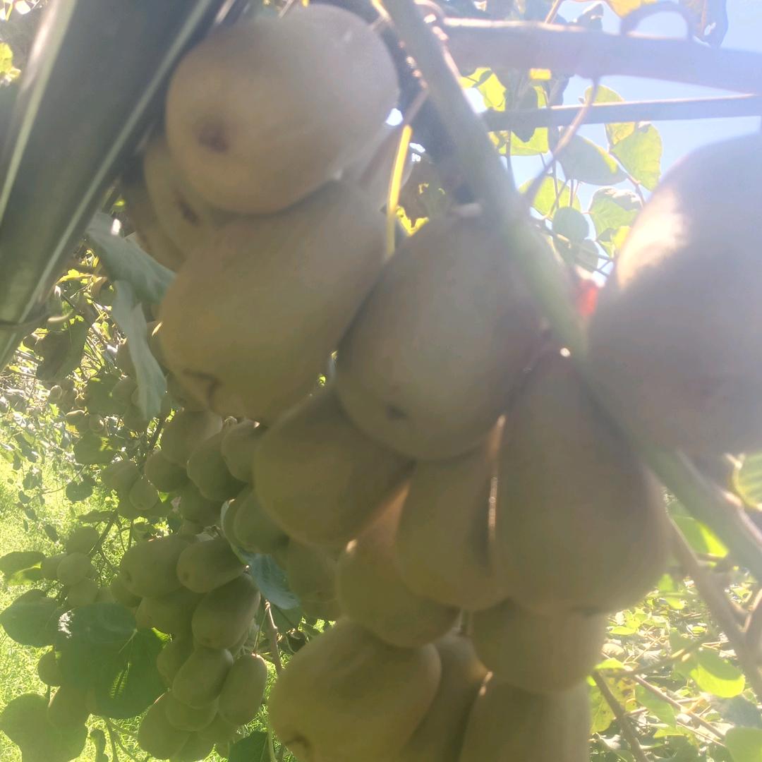 卖猕猴桃的蒙山小黎