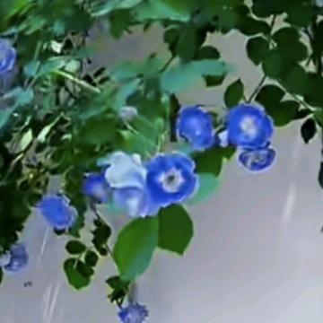 麦月