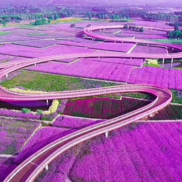旅游界达人（盛世花海）孝感旅游风景区