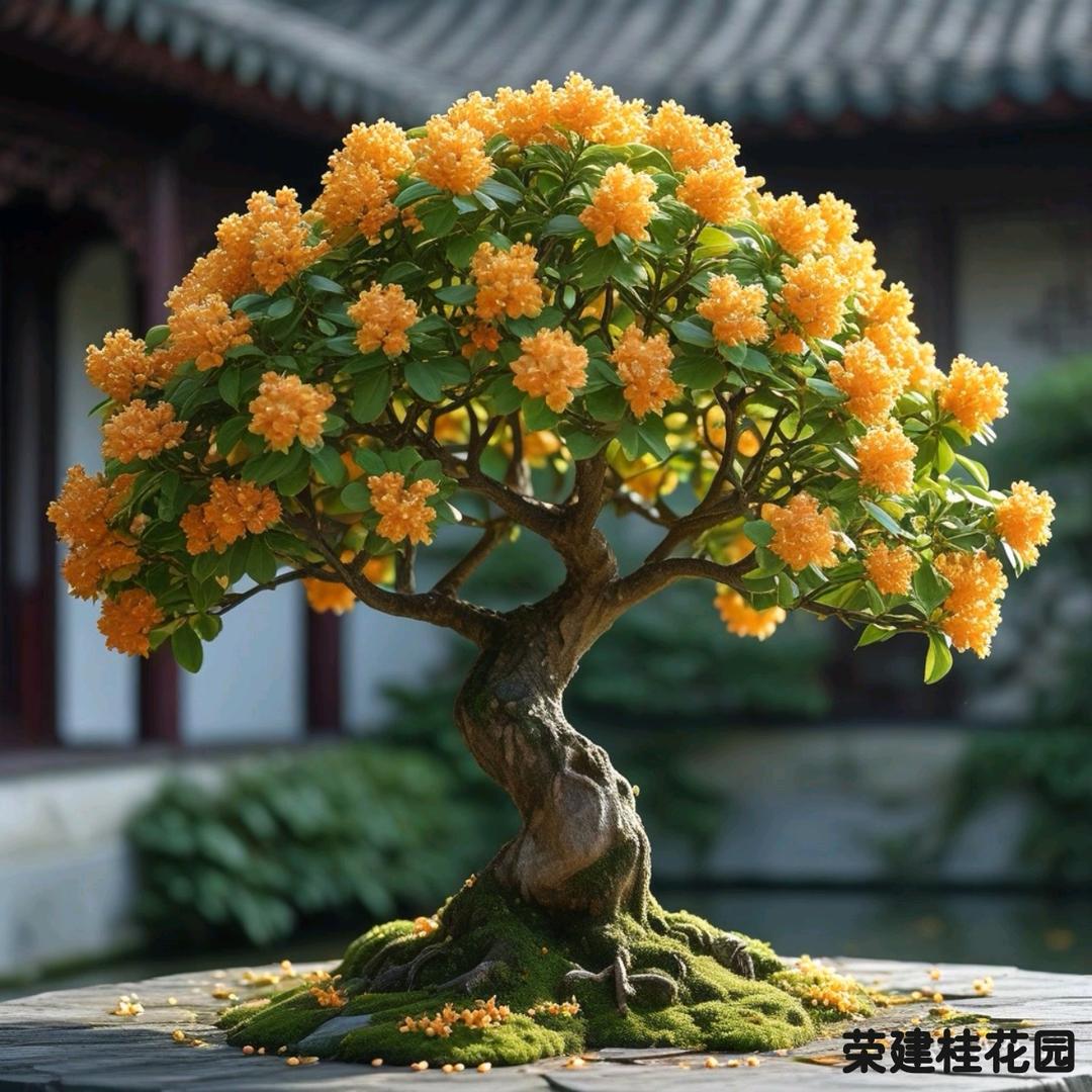 临沂荣建桂花园