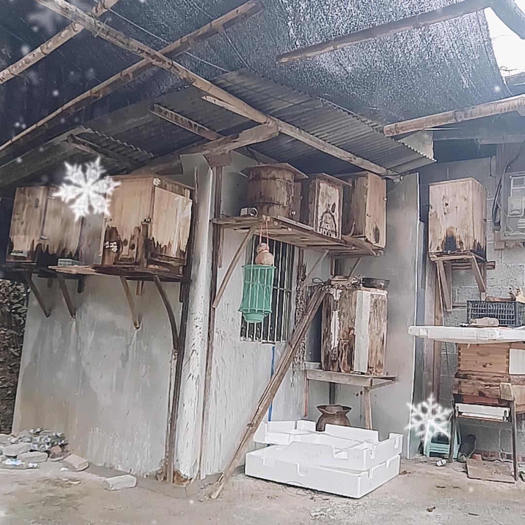 专业养蜂(靖哥哥)