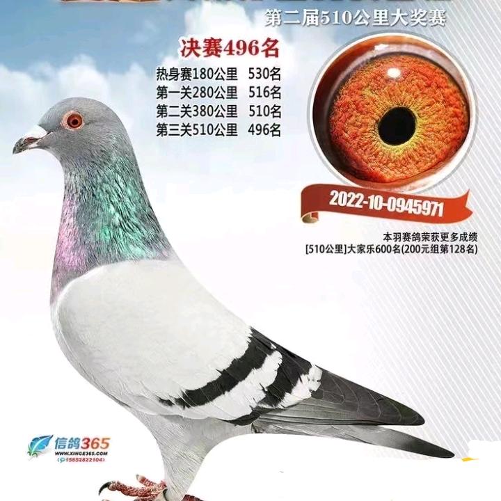 张华锋鸽舍