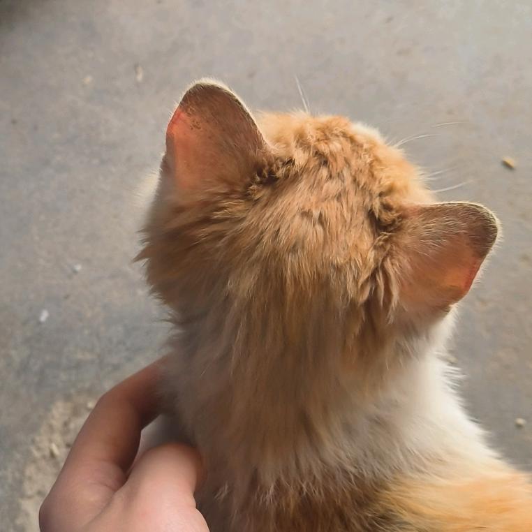 禺只啵