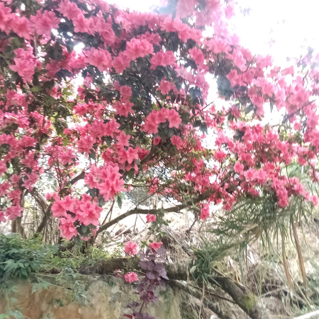 执著的芯