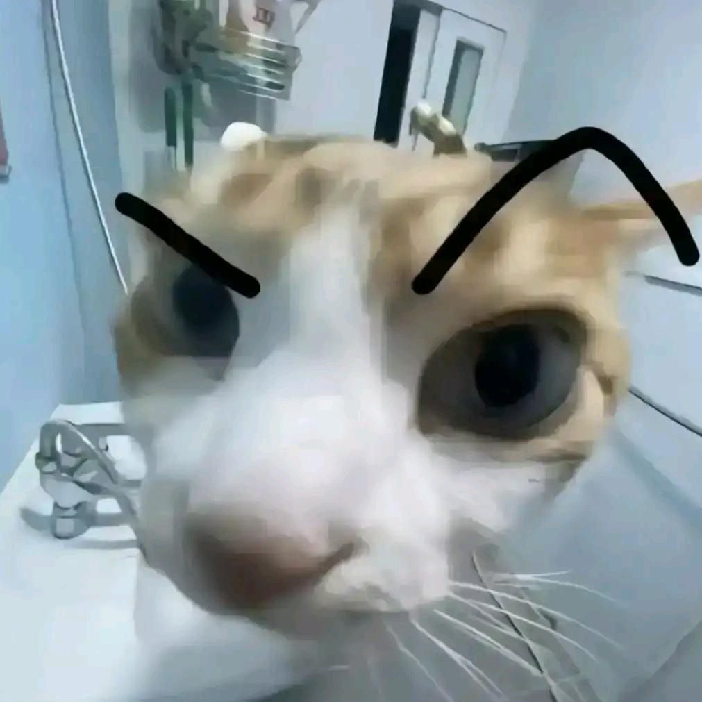 猫meme小说故事