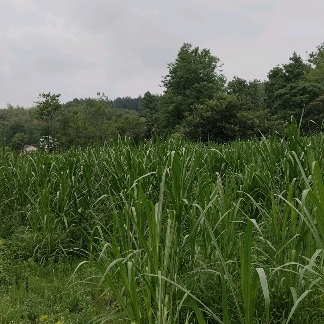 平安是福